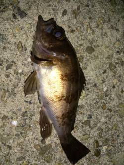 育波　メバリング釣行もチビサイズ中心の釣果…