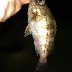 育波　メバリング釣行もチビサイズ中心の釣果