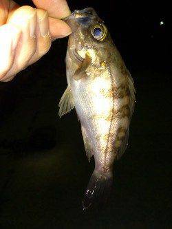 育波　メバリング釣行もチビサイズ中心の釣果