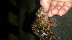 和歌山アジング調査　うれしい外道が釣れました！