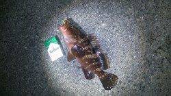 和歌山アジング調査　うれしい外道が釣れました！