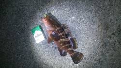 和歌山アジング調査　うれしい外道が釣れまし…