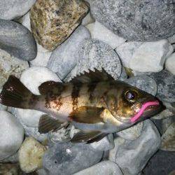 りんくう周辺メバリング〜ナイスサイズがフロートにて２連続ヒット！