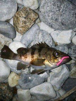 りんくう周辺メバリング〜ナイスサイズがフロートにて２連続ヒット！