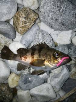 りんくう周辺メバリング〜ナイスサイズがフロ…