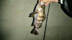 城ヶ崎でジグヘッド単体で明るい時ガシラ、暗くなってからメバル狙い