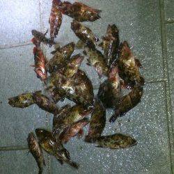 和歌山マリーナシティ、ライトゲームのガシラ時合には一投一匹♪