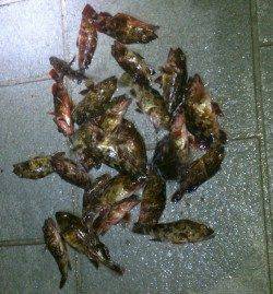 和歌山マリーナシティ、ライトゲームのガシラ時合には一投一匹♪