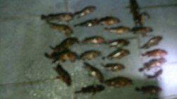 和歌山マリーナシティ、ライトゲームのガシラ時合には一投一匹♪