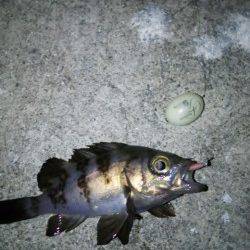 田尻漁港メバリング、ジグヘッド単体に変更し３連続ヒット