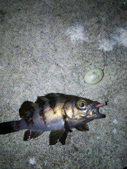 田尻漁港メバリング、ジグヘッド単体に変更し３連続ヒット