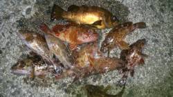 雑賀崎ライトゲームでメバル&ガシラ…