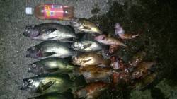 紀ノ川河口周辺、青イソメ+ジグヘッドでメバ…