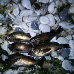 田尻漁港メバリング、ジグヘッド単体に変更し３連続ヒット