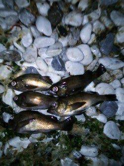 田尻漁港メバリング、ジグヘッド単体に変更し３連続ヒット