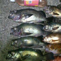 紀ノ川河口周辺、青イソメ+ジグヘッドでメバル&ガシラ