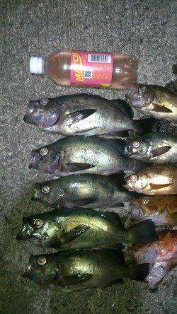 紀ノ川河口周辺、青イソメ+ジグヘッドでメバル&ガシラ