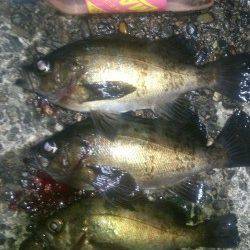 紀ノ川河口周辺のライトゲームで良型メバル