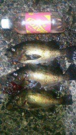 紀ノ川河口周辺のライトゲームで良型メバル