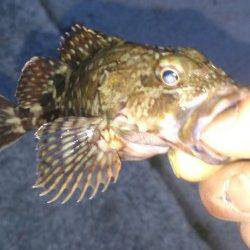 鳥取ノ荘　久々のメバリング釣行もミニサイズが中心