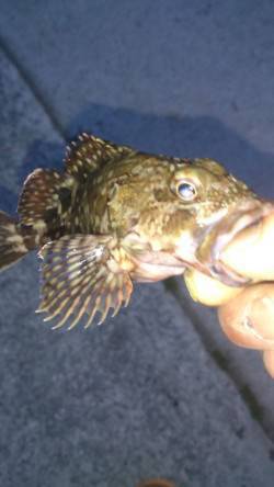 鳥取ノ荘　久々のメバリング釣行もミニサイズ…