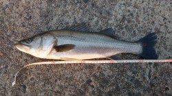 大阪南港、今朝のシーバス釣果です