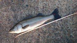 大阪南港、今朝のシーバス釣果です