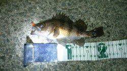 メバルタックルにシーバスがヒット！ 佐野漁港メバリング