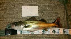 メバルタックルにシーバスがヒット！ 佐野漁…