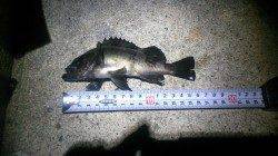 舞子でのメバリングの釣果です