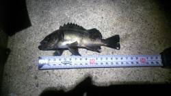 舞子でのメバリングの釣果です