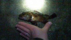 メバルはフォール中にヒット、東二見人工島メバリング