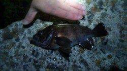 メバルはフォール中にヒット、東二見人工島メバリング