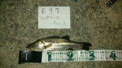 泉南エリアのメバルの活性上昇中です！