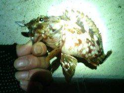 大阪南港のガシリング釣行