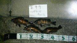 泉南エリアのメバルの活性上昇中です！