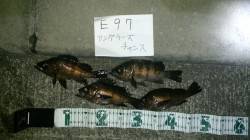 泉南エリアのメバルの活性上昇中です!