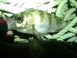 田尻漁港でメバリング、メバルとガシラの釣果