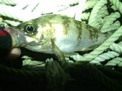 田尻漁港でメバリング、メバルとガシラの釣果…