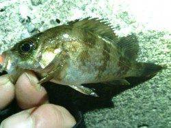 田尻漁港でメバリング、メバルとガシラの釣果