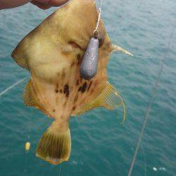 シモツピアーランド、チョイ投げでキス・ベラ・カワハギ・ガシラ