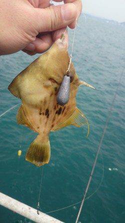 シモツピアーランド、チョイ投げでキス・ベラ・カワハギ・ガシラ