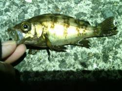 小型ばかりでも数釣れ楽しい釣りに♪ 貝塚周…