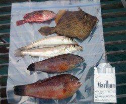 シモツピアーランド、チョイ投げでキス・ベラ・カワハギ・ガシラ