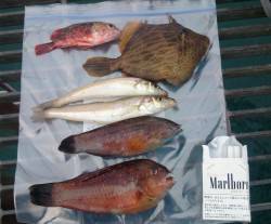 シモツピアーランド、チョイ投げでキス・ベラ…