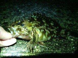 貝塚でのメバリング、ワームを小さくして釣れました