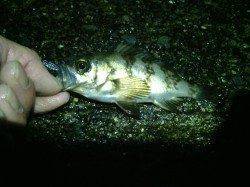 貝塚でのメバリング、ワームを小さくして釣れました