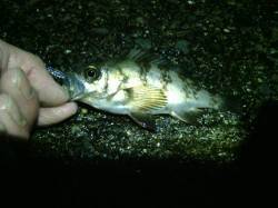 貝塚でのメバリング、ワームを小さくして釣れ…