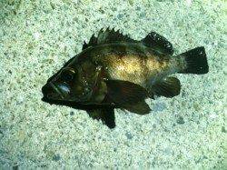 南港をランガンメバリング〜シャローエリアに入ってきてます