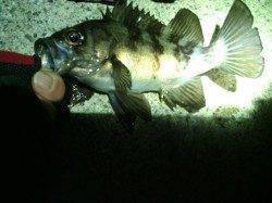 南港をランガンメバリング〜シャローエリアに入ってきてます